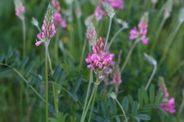 Wildflowers on a blurred green meadow background