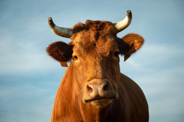 Portrait of a brown cow with horns against the sky