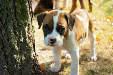 A small boxer puppy standing next to a tree