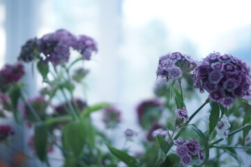 Fototapeta premium flowers in sunlight