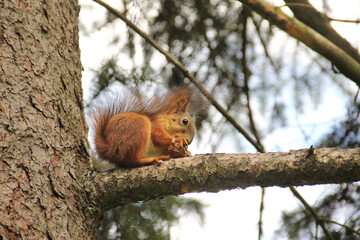 Sciurus. Rodent. The squirrel sits on a tree and eats. Beautiful red squirrel in the park