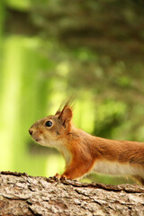 Naklejka na ściany i meble Sciurus. Rodent. The squirrel sits on a tree. Beautiful red squirrel in the park