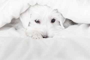 White a handsome puppy looks out from under white blankets. Muzzle cute sleeping puppy looks out from under the blanket