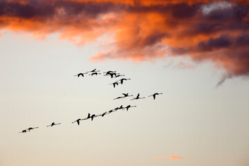 flock of flamingoes 