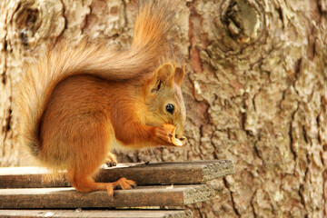 Sciurus. Rodent. The squirrel sits on a tree and eats. Beautiful red squirrel in the park