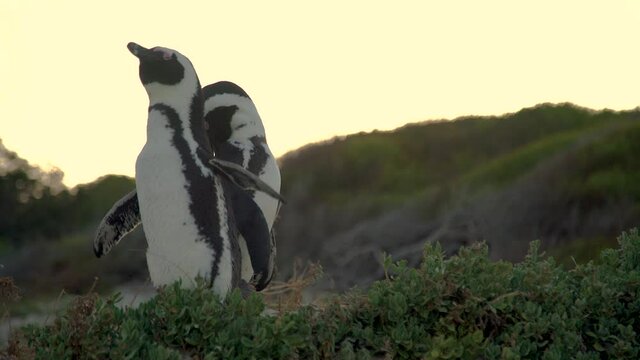African penguin ( Spheniscus demersus) also known as the jackass penguin and black-footed penguin. South Africa