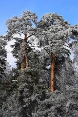 two pine tree in hoarfrost in winter afternoon