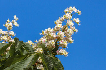 Blooming Horse Chestnut Tree or Conker Tree (in german Gewöhnliche Rosskastanie) Castanea sativa
