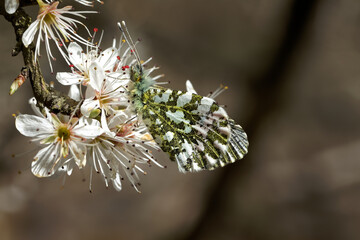 An Orange-tip Butterfly perched on black thorn flowers.