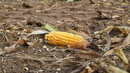 A single maize cob left on the harvested field amidst some dry brown plant remains, by the machinery flattened stubble and flakes of chopped maize left by the forage harvester