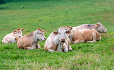 cows grazing in a field