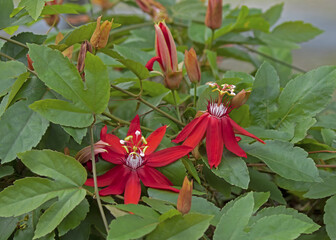 Passion Flowers adorn the Fenceline after welcome rainfall