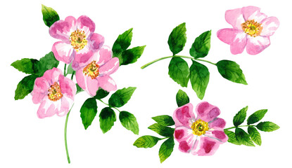 Rose hip flowers with leaves on a white background. Watercolor illustration.