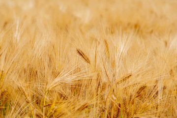 golden wheat field