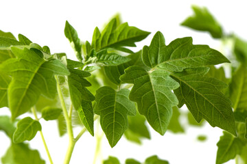 Young leaves of tomato sprouts. Selective focus.