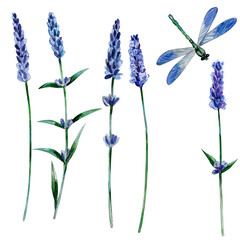Lavender flowers and dragonfly on a white background. Watercolor illustration.