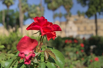 Fototapeta na wymiar Una rosa roja en un parque de Sevilla (Andalucía).
