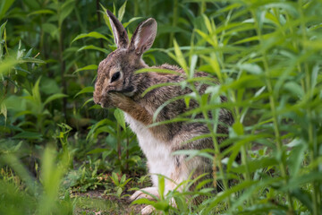 Naklejka na ściany i meble eastern cottontail rabbit washing its face it looks like it is making some funny facial expression