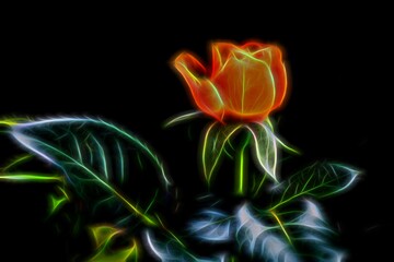 photograph of a rose with neon light effect