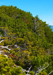 coniferous plants in the alps