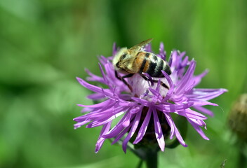 Biene auf einer Skabiosen-Flockenblume