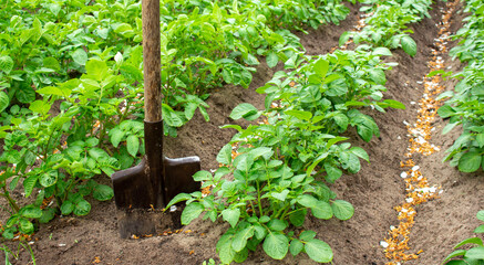 shovel on the ground. Field of green potato bushes.