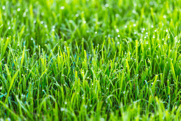 Beauty backgrounds with foliage, green grass, dew drops and bokeh