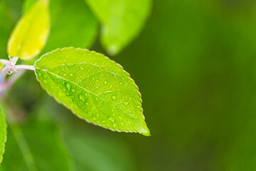 water drop on leaf at nature close-up macro. Fresh juicy green leaf in droplets of morning dew outdoors.