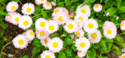 beautiful little white flowers growing in the garden © Ihar