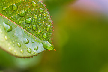 water drop on leaf at nature close-up macro. Fresh juicy green leaf in droplets of morning dew outdoors.