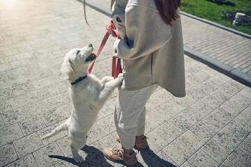 Obraz premium Dog standing on the hind legs before the owner