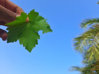 leafs of tree in arid weather in Algeria desert