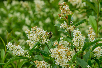 Live nature. A bee sitting on a flower. Wildlife concept. Animal protection. green World.