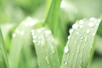 Background of green leaves with drops after rain. top view copy space