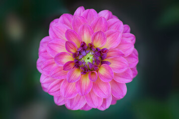 Vivid pink Dahlia flower macro
