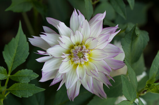 Close up of pink dahlia flwer in the garden
