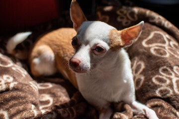 Perro chihuahua descansando bajo el sol