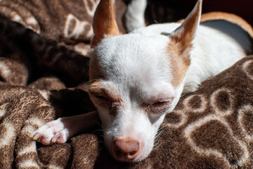 Perro chihuahua descansando bajo el sol