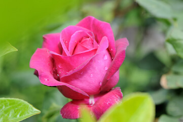 Pinke Rose mit Wassertropfen umgebend von grünen Blättern