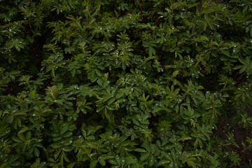 Naklejka na ściany i meble Background of wild rose after rain. Raindrops on a dogrose. Beautiful nature. Plant texture.