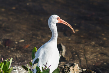 American White Ibis (Eudocimus albus) on the Shore of Mangrove Swamp,  Ding Darling National Wildlife Refuge,Sanibel ISland,Florida,USA