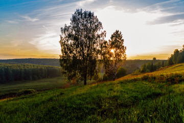 Fototapeta premium birch trees in the countryside on a summer evening at sunset