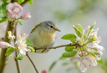 Fototapeta premium a small bird on a branch