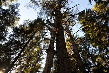 Fototapeta premium trees and sky