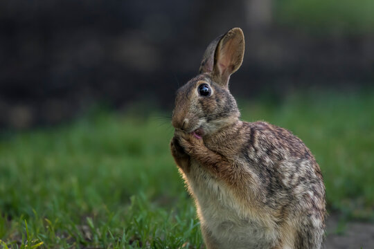 Eastern cottontail washes its face and hands do the daily cleaning routine