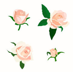 Vector stock illustration of a cream rose. Set of buds and flowers close-up. Watercolor peony of a delicate beige color. Isolated on a white background.