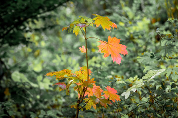Maple branch with colorful autumn leaves in the forest on a background of trees
