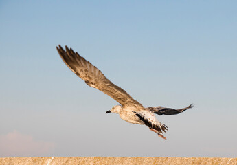 Young sea gull taking off close up