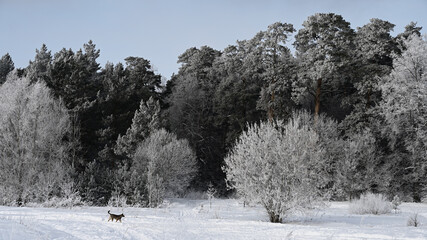 Sheepdog on the Outskirts of the winter forest on a frosty afternoon