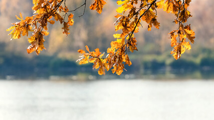 Oak branch with colorful autumn leaves by the river in sunny weather